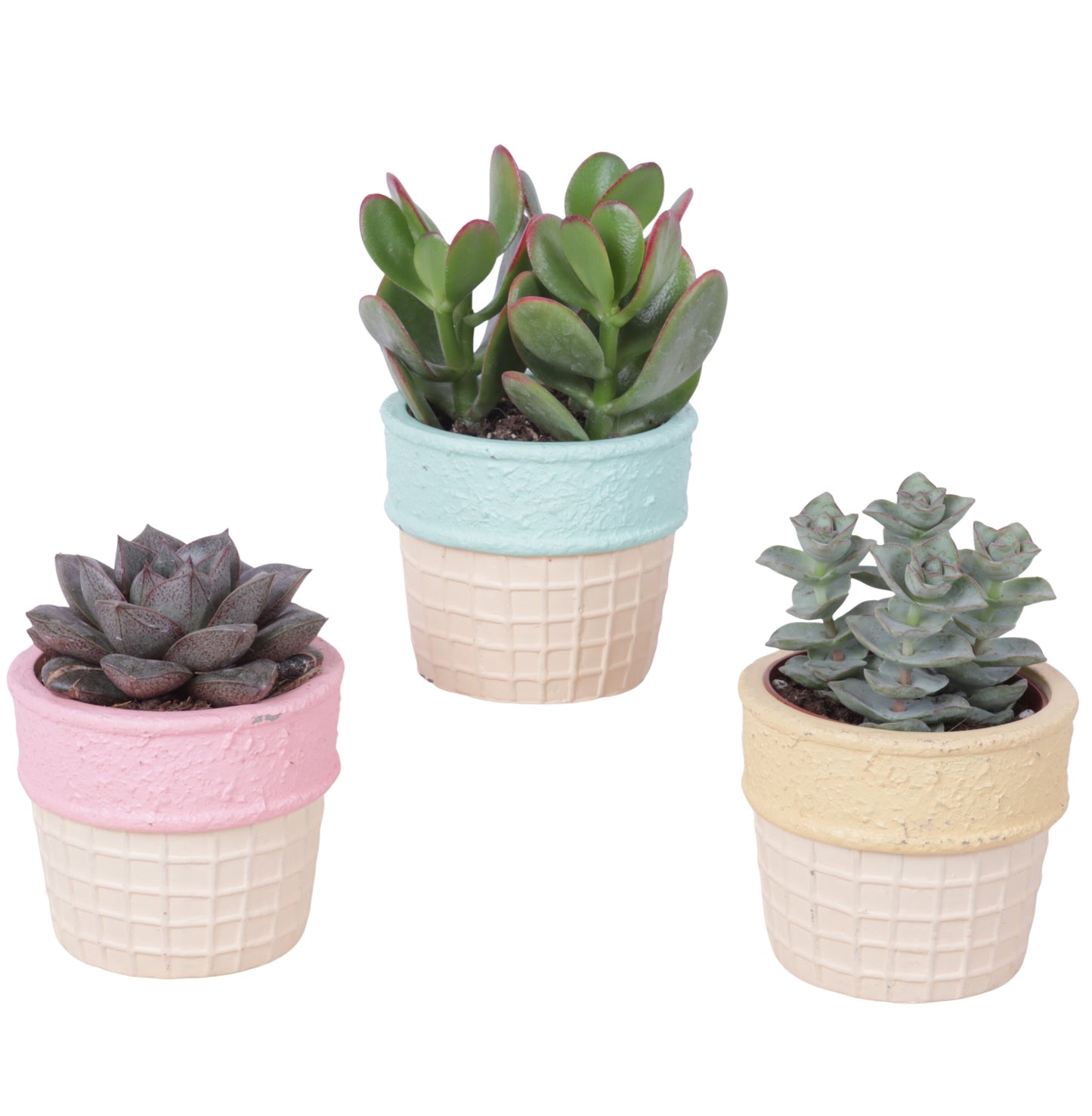 Succulent mix 20cm 10cm Pot