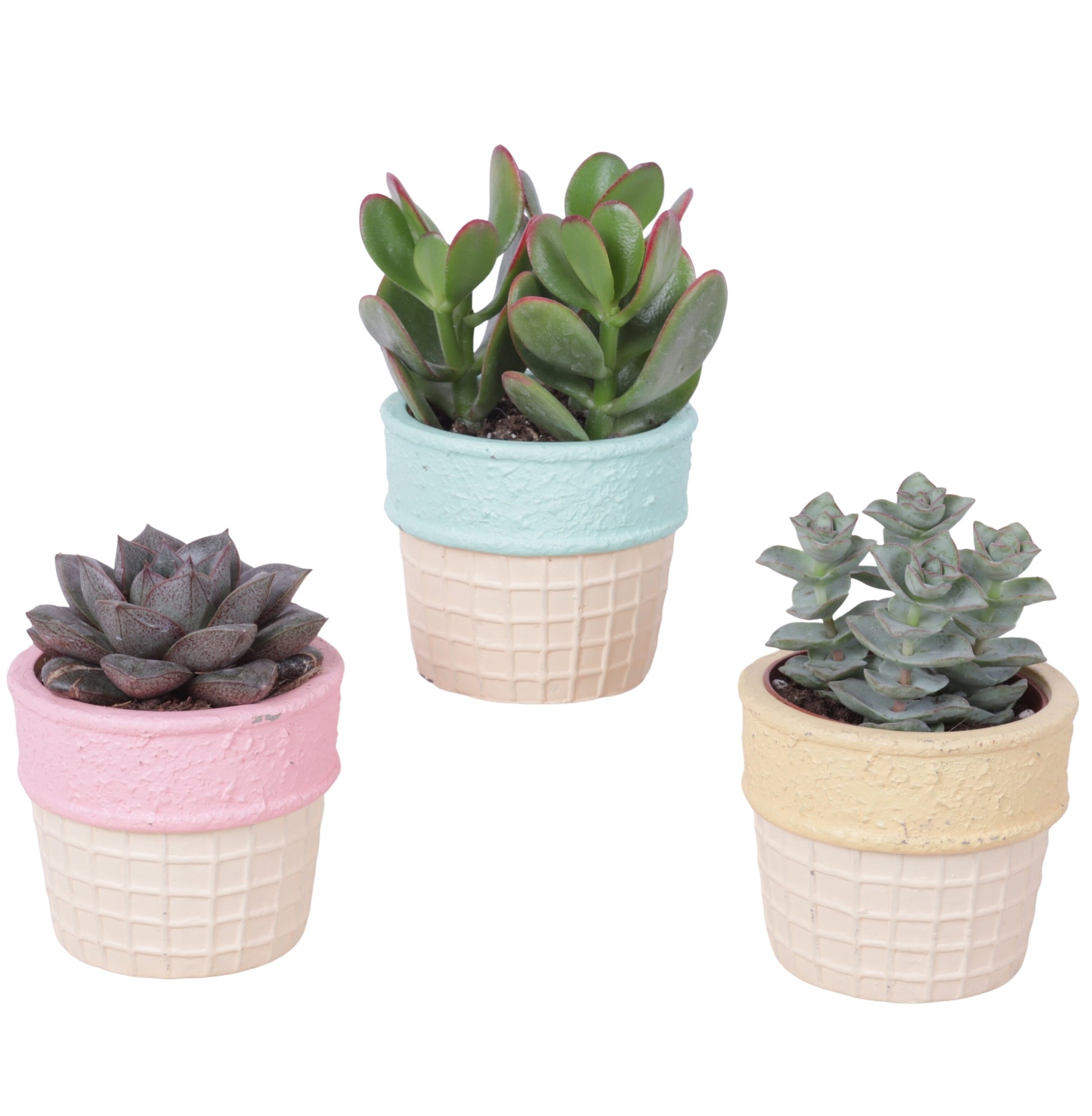 Succulent mix 20cm 10cm Pot