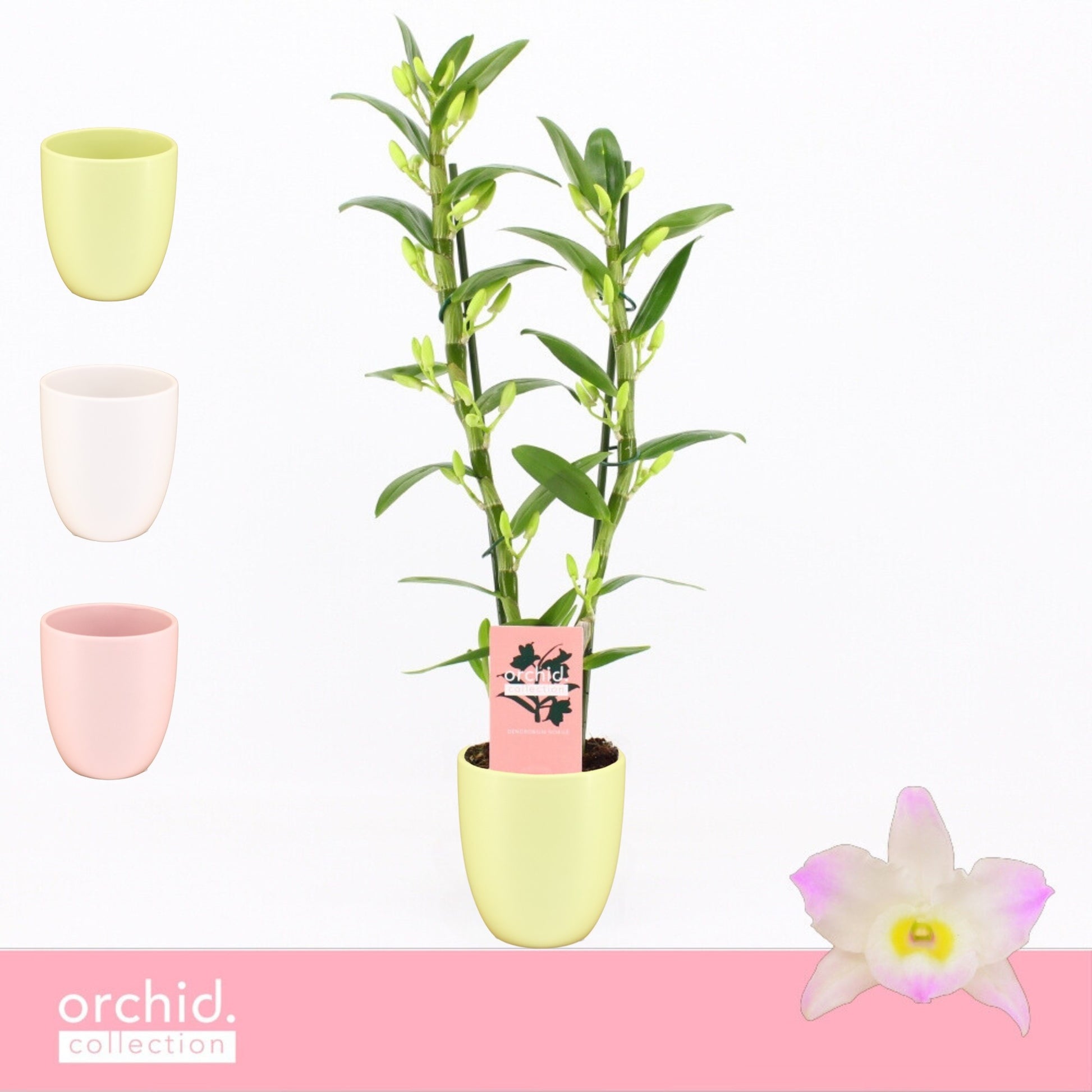 Dendrobium Kumiko 50cm 12cm Pot