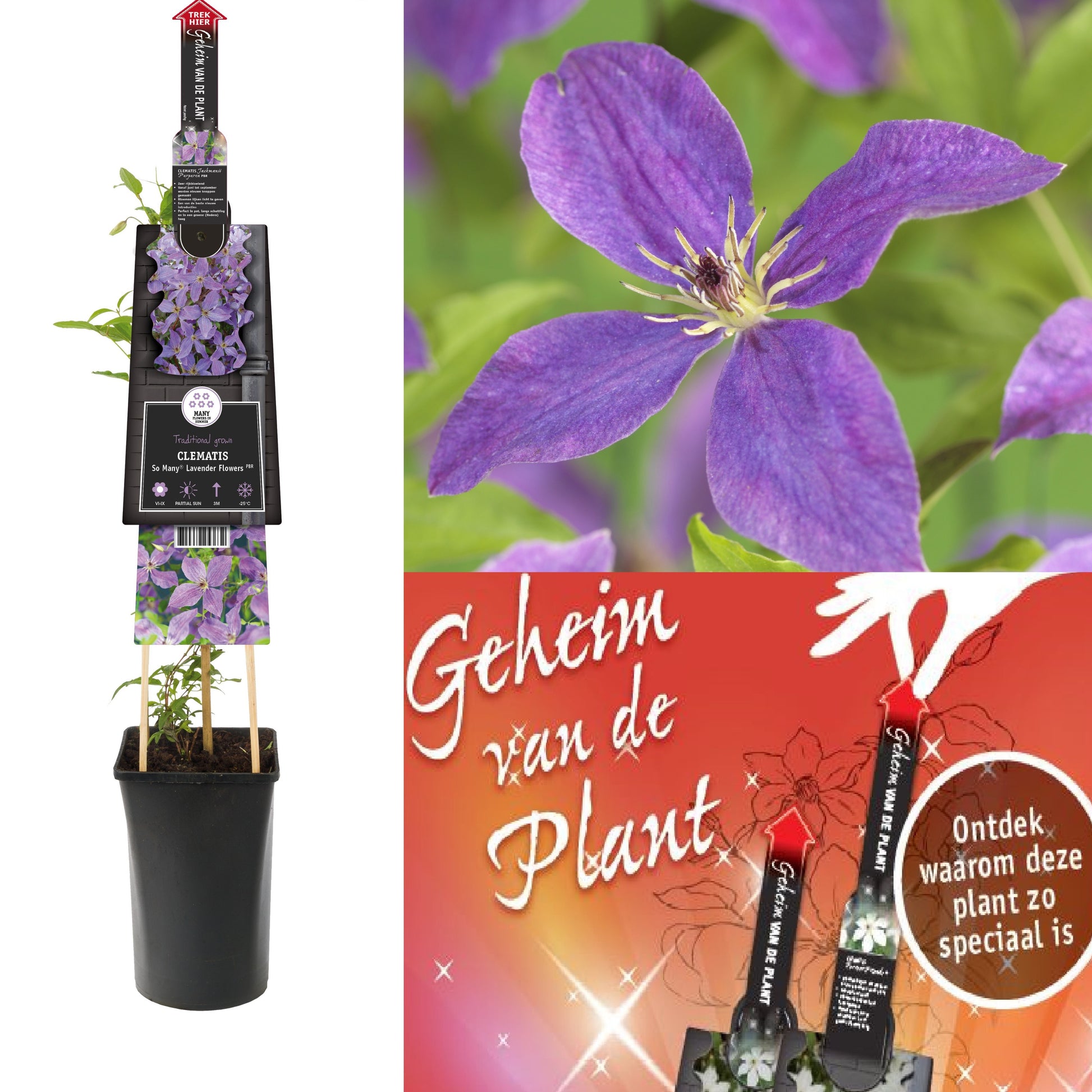 Clematis So Many Lavender Flowers 75cm 17cm Pot