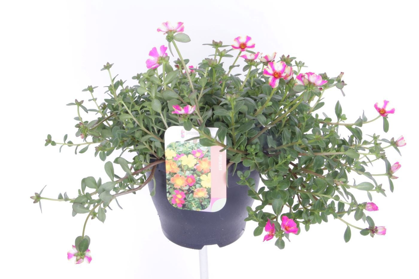 Portulaca 35cm 23cm Pot