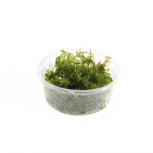 Aquarium plant mix 5cm 2cm Pot