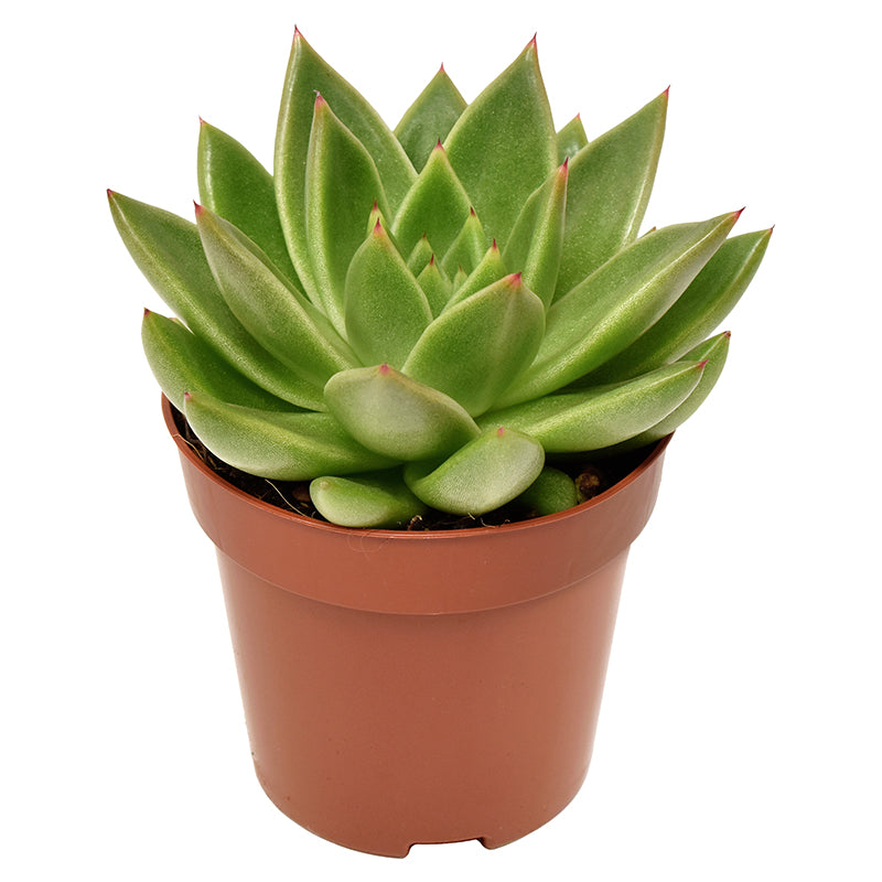 Amigo Plant VOF Echeveria Miranda Pack of 18