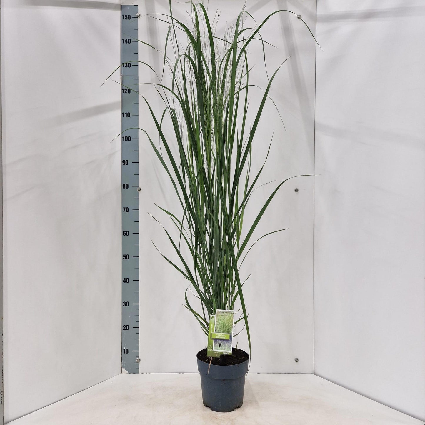 Panicum virgatum 140cm 19cm Pot