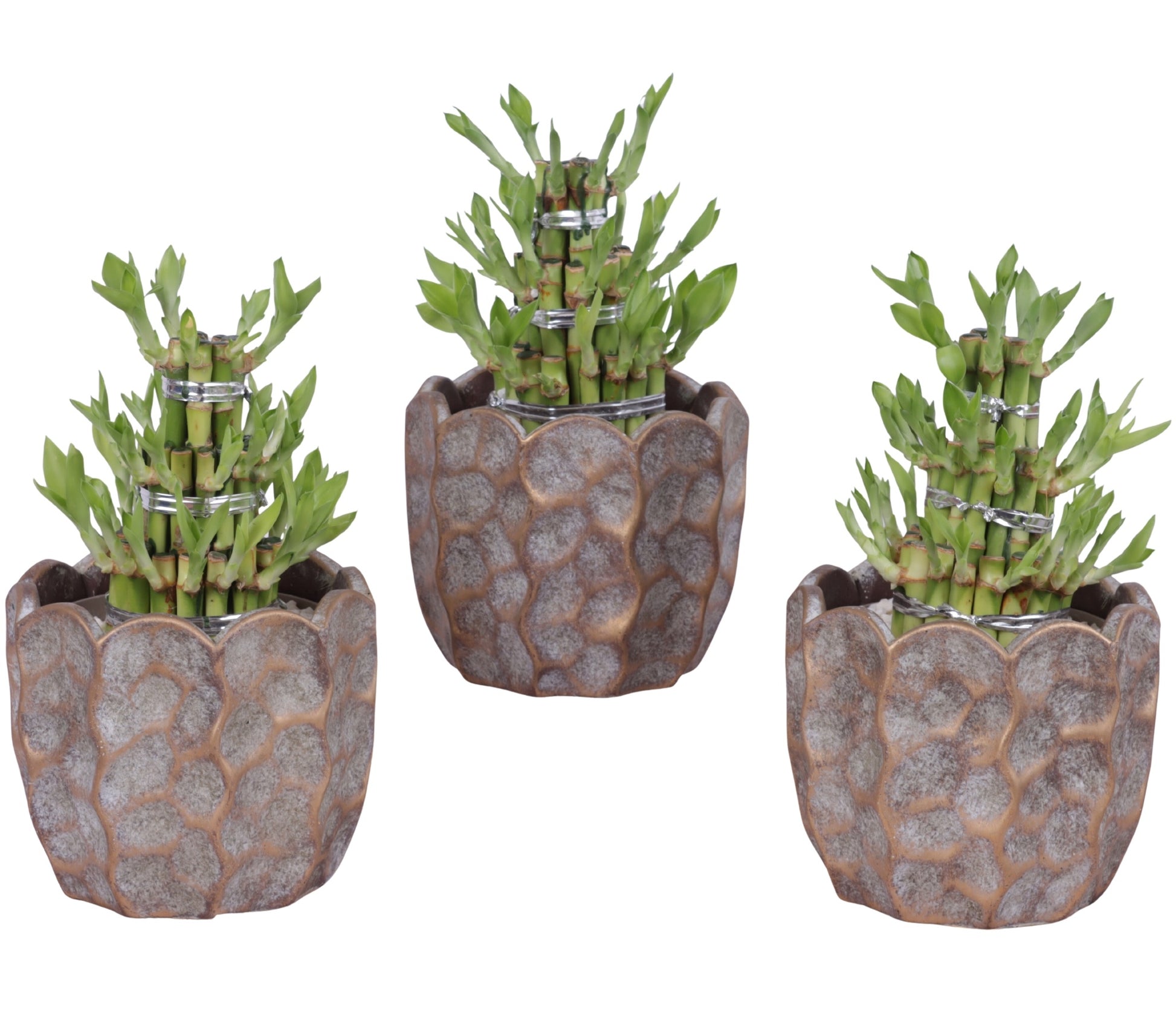 Drac. Lucky Bamboo 25cm 15cm Pot