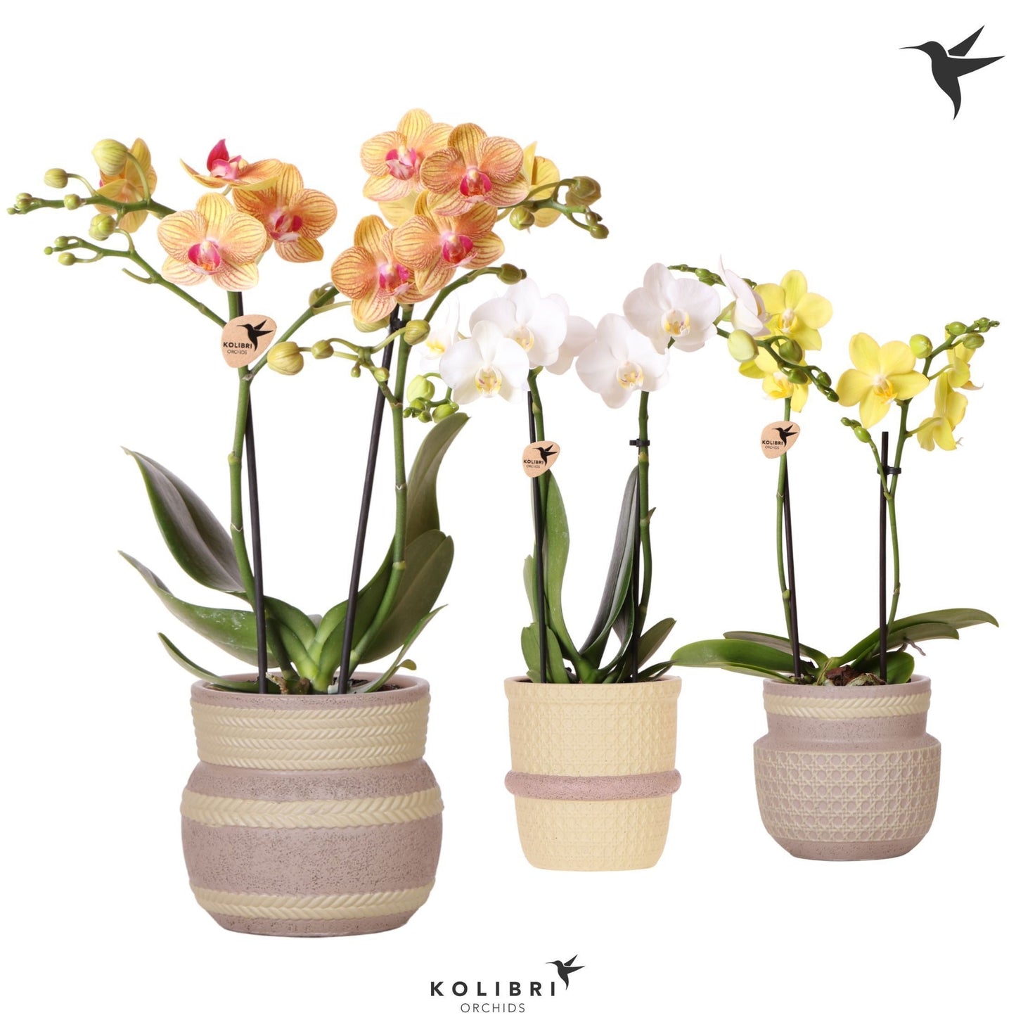 Phalaenopsis 2 spike mix 40cm 9cm Pot