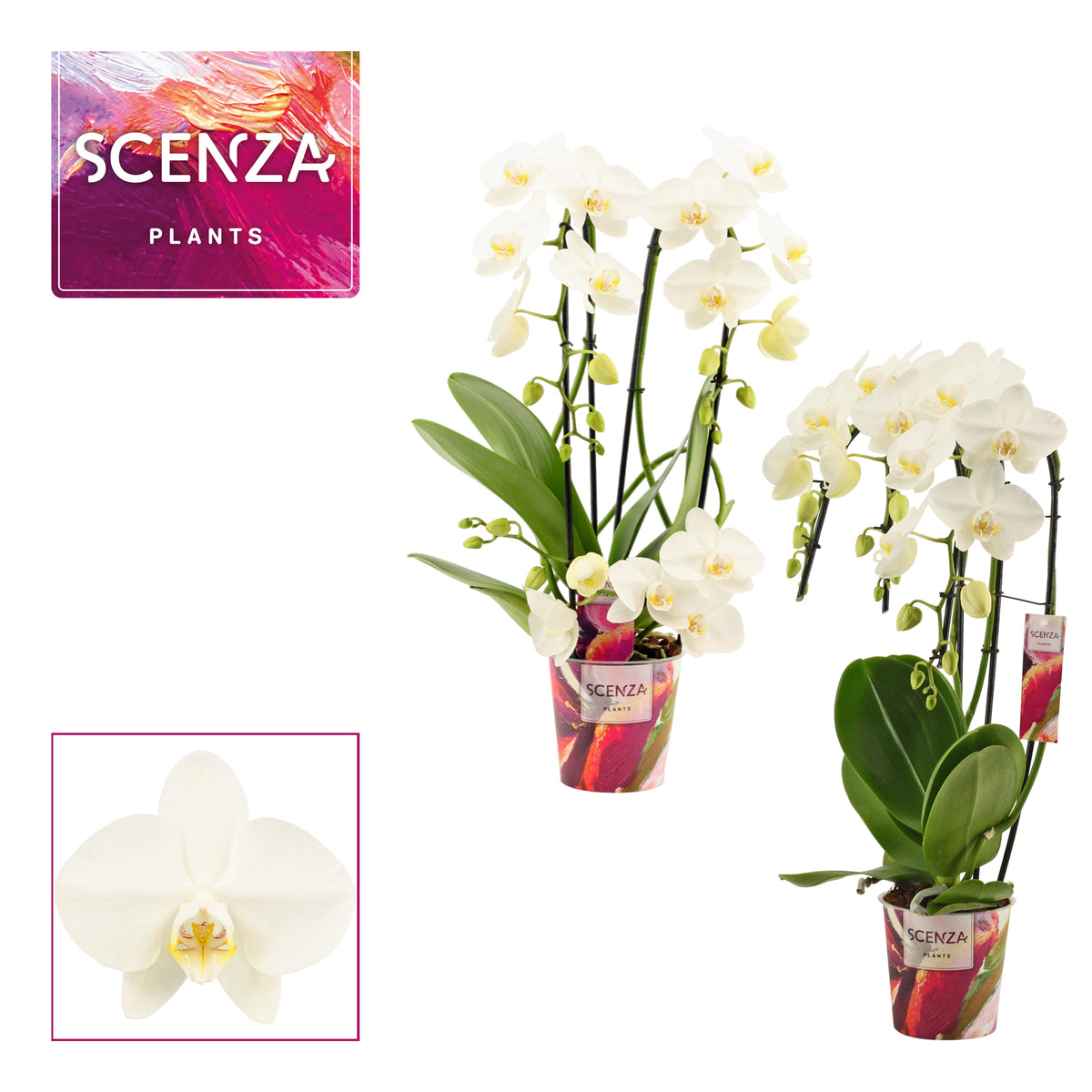 Phalaenopsis white 50cm 12cm Pot