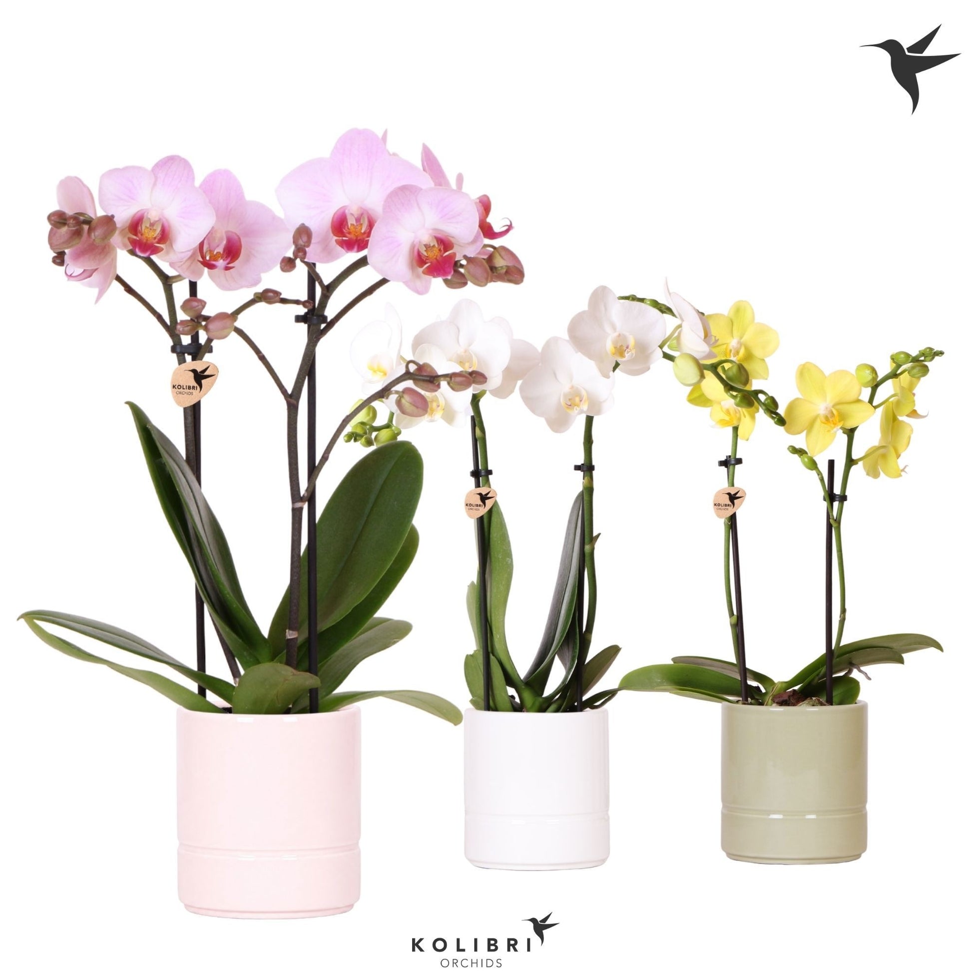 Phalaenopsis mix 40cm 9cm Pot