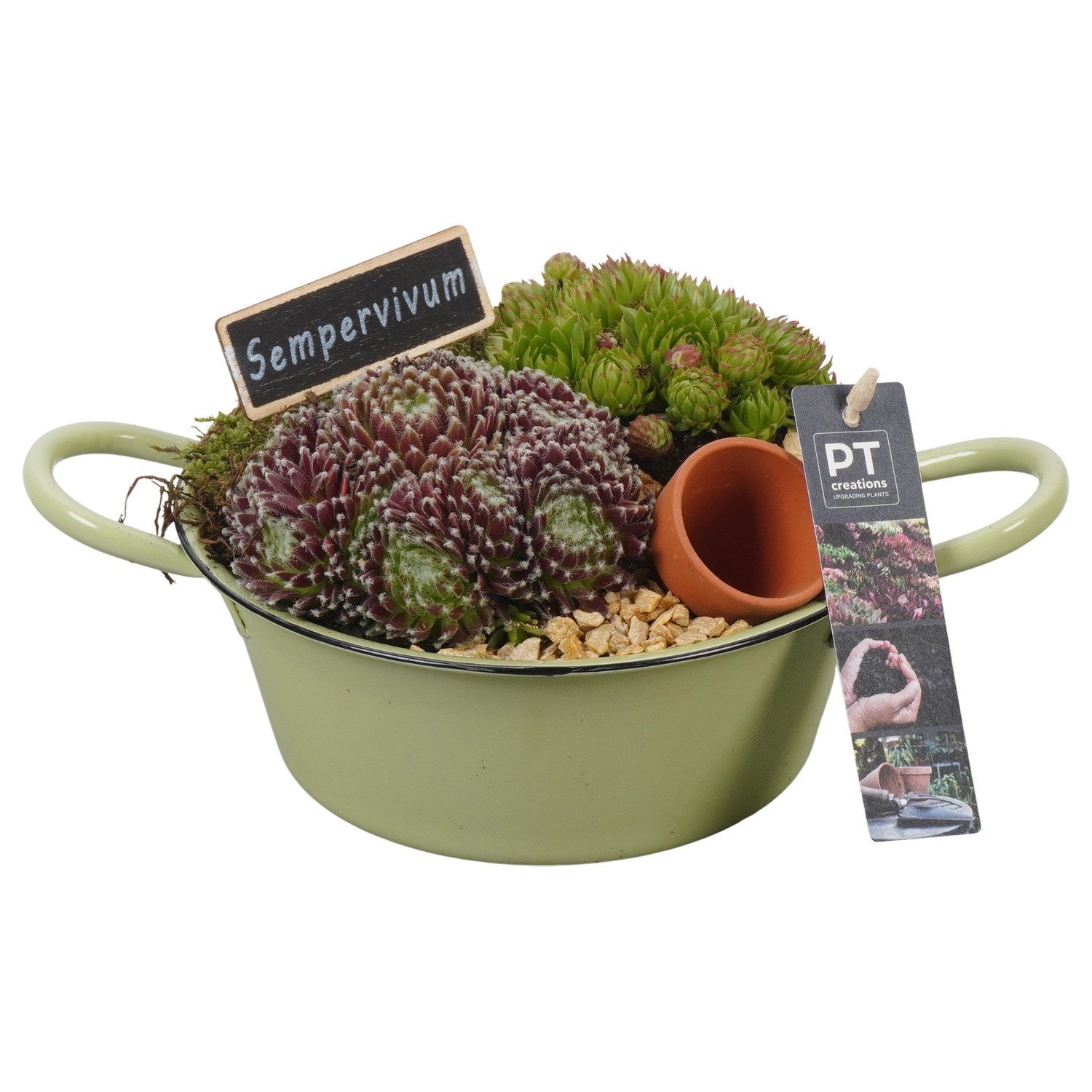 arr. Sempervivum 13cm 19cm Pot