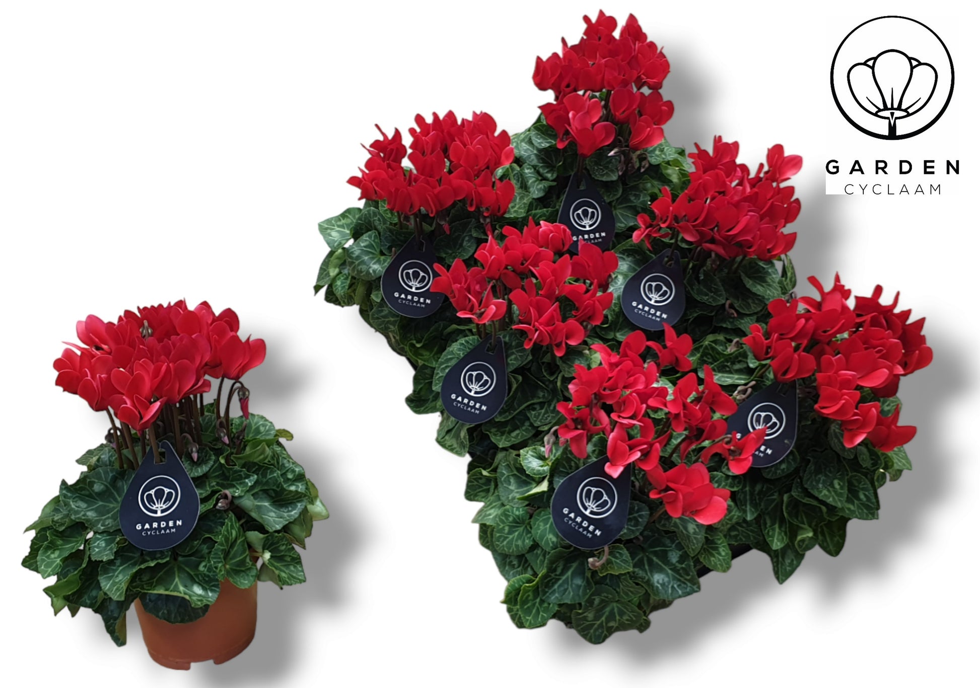 Cyclamen Garden red 25cm 510cm Pot