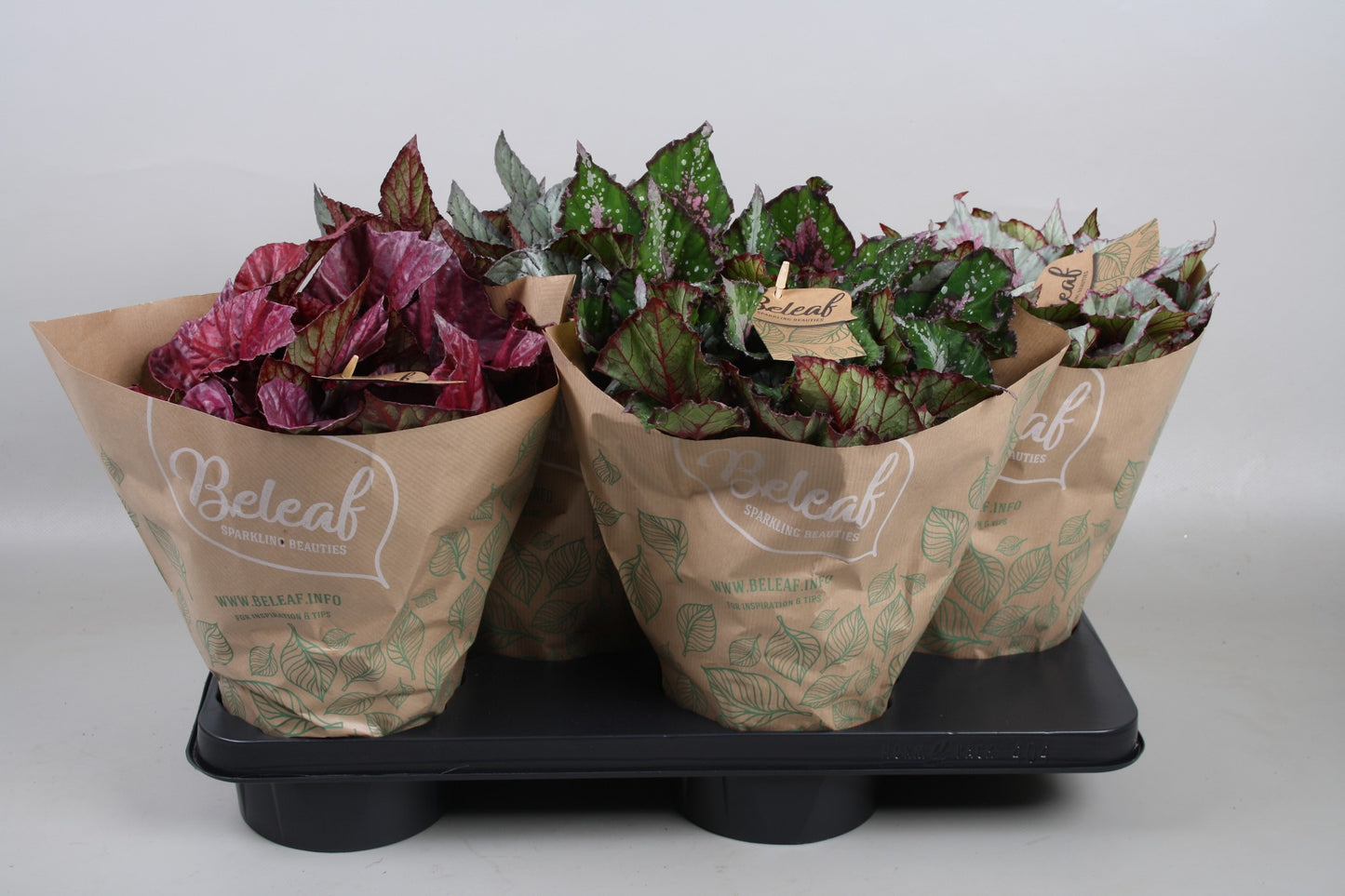 Begonia Beleaf mix 25cm 17cm Pot