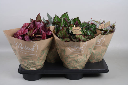 Begonia Beleaf mix 25cm 17cm Pot