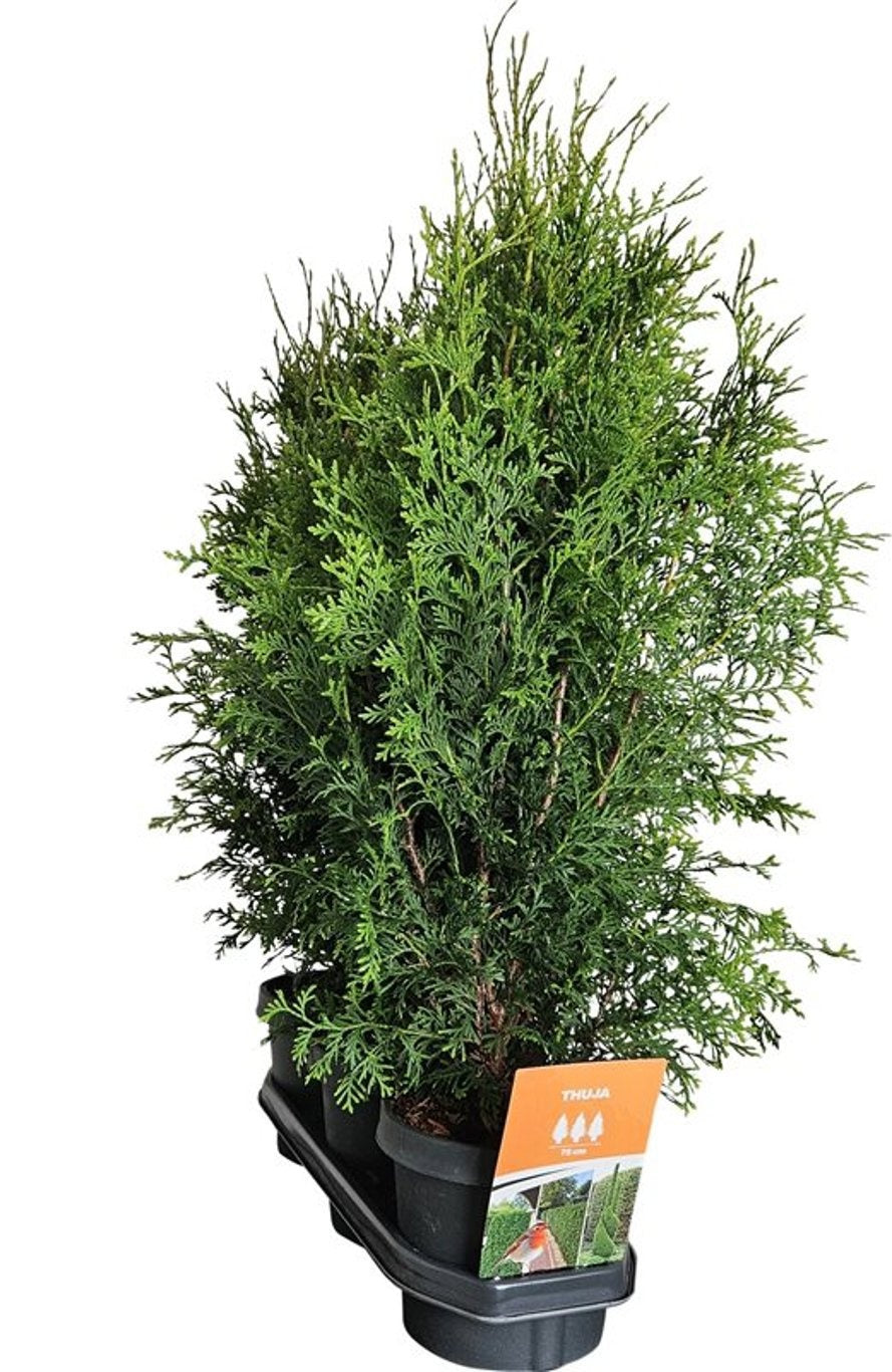 Thuja occidentalis Brabant 75cm 19cm Pot