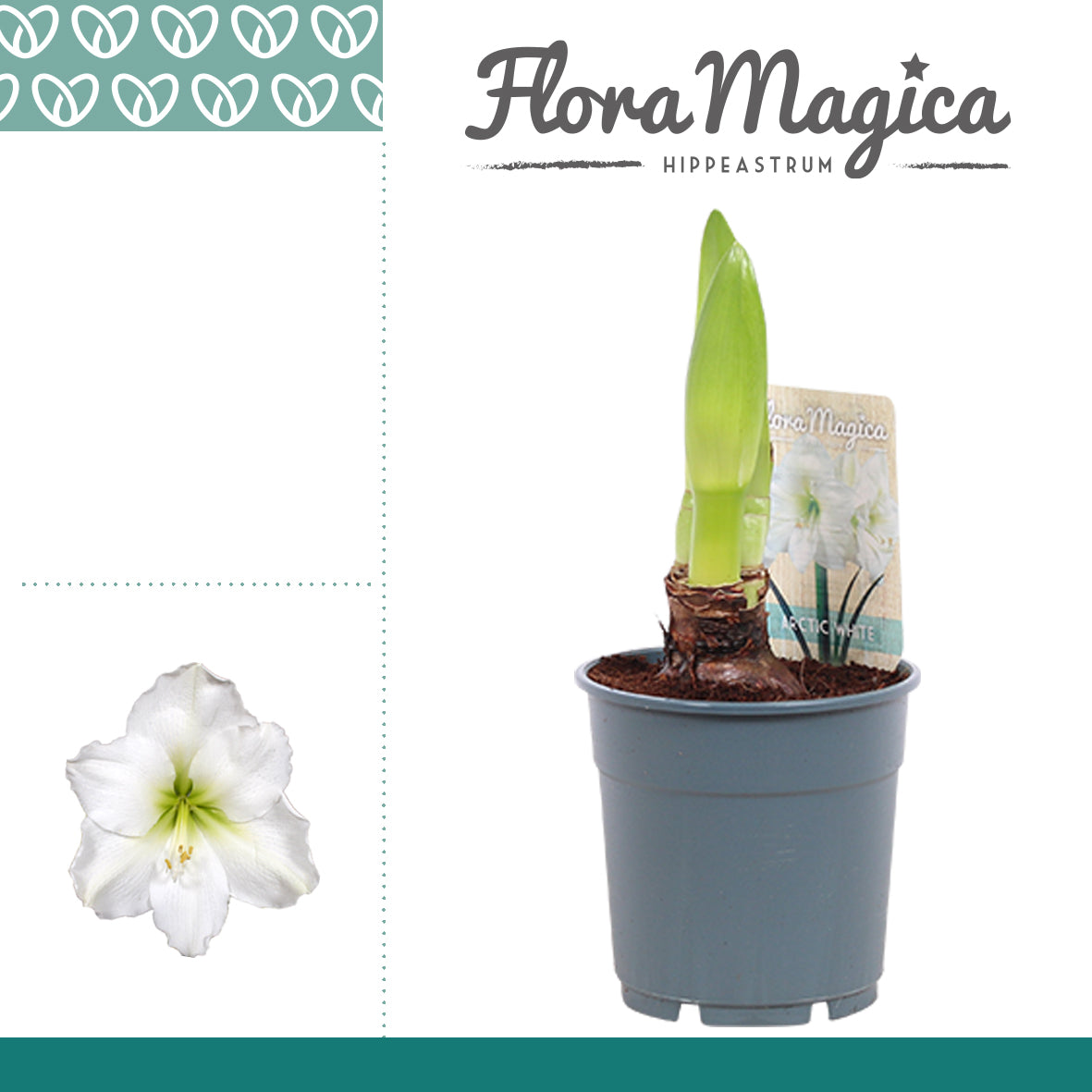 Hippeastrum white 20cm 12cm Pot