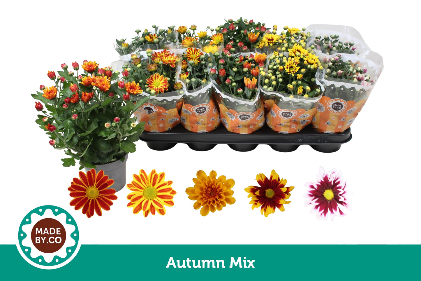 SV.CO Chrysanthemum mix Pack of 10