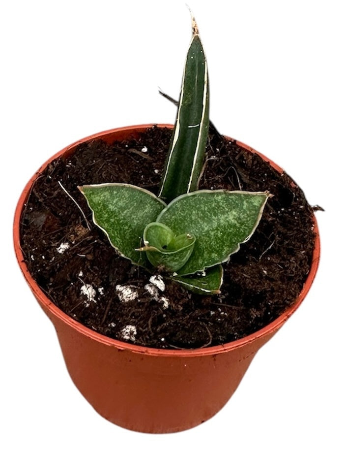 J.M. Plants, Kwekerij Sansevieria Pack of 20
