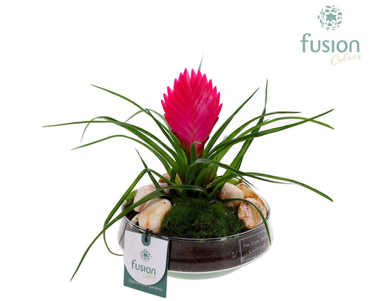 arr. Bromelia 20cm 15cm Pot