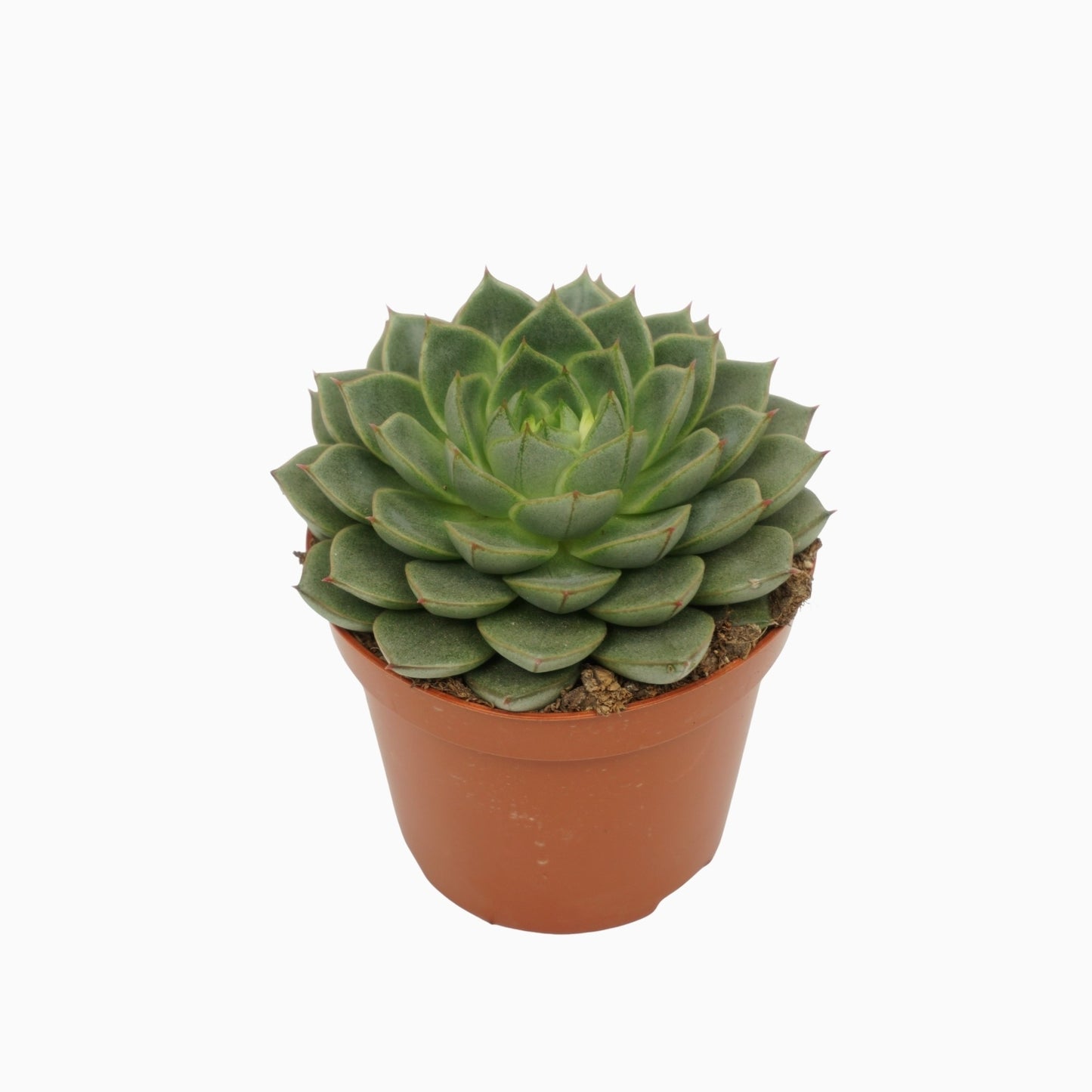 Echeveria Hybrid 10cm 8.5cm Pot