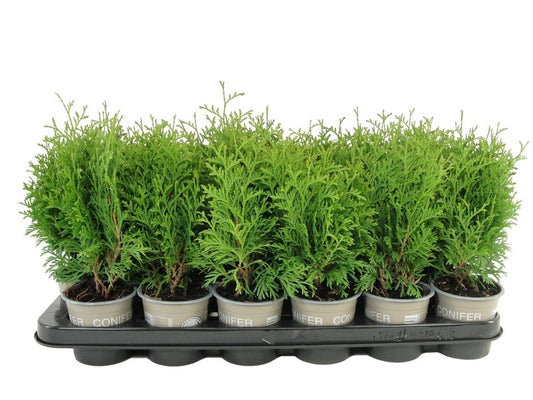 Thuja occidentalis Holmstrup 17cm 9cm Pot