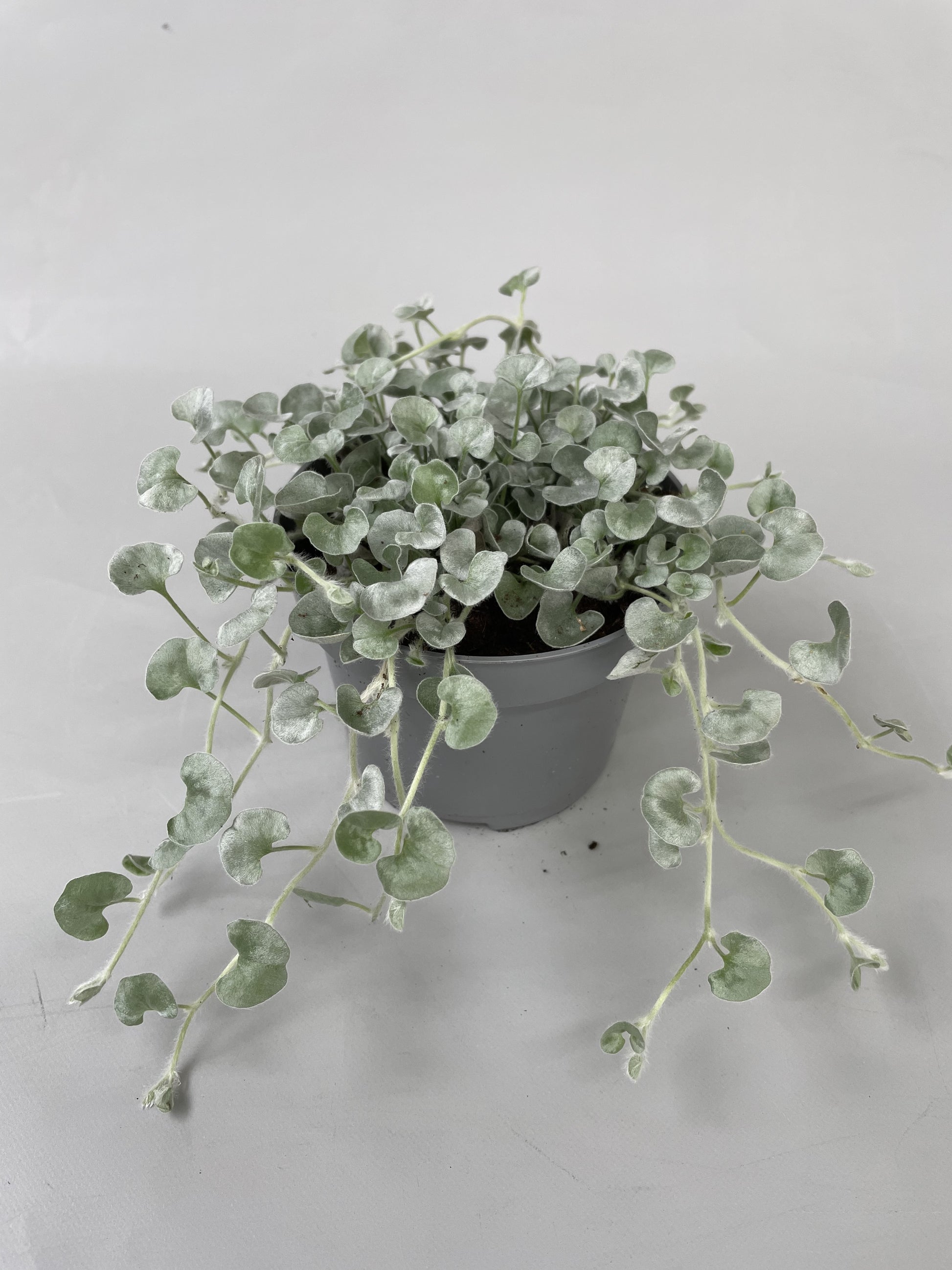 Dichondra argentea Silver Falls 15cm 510cm Pot