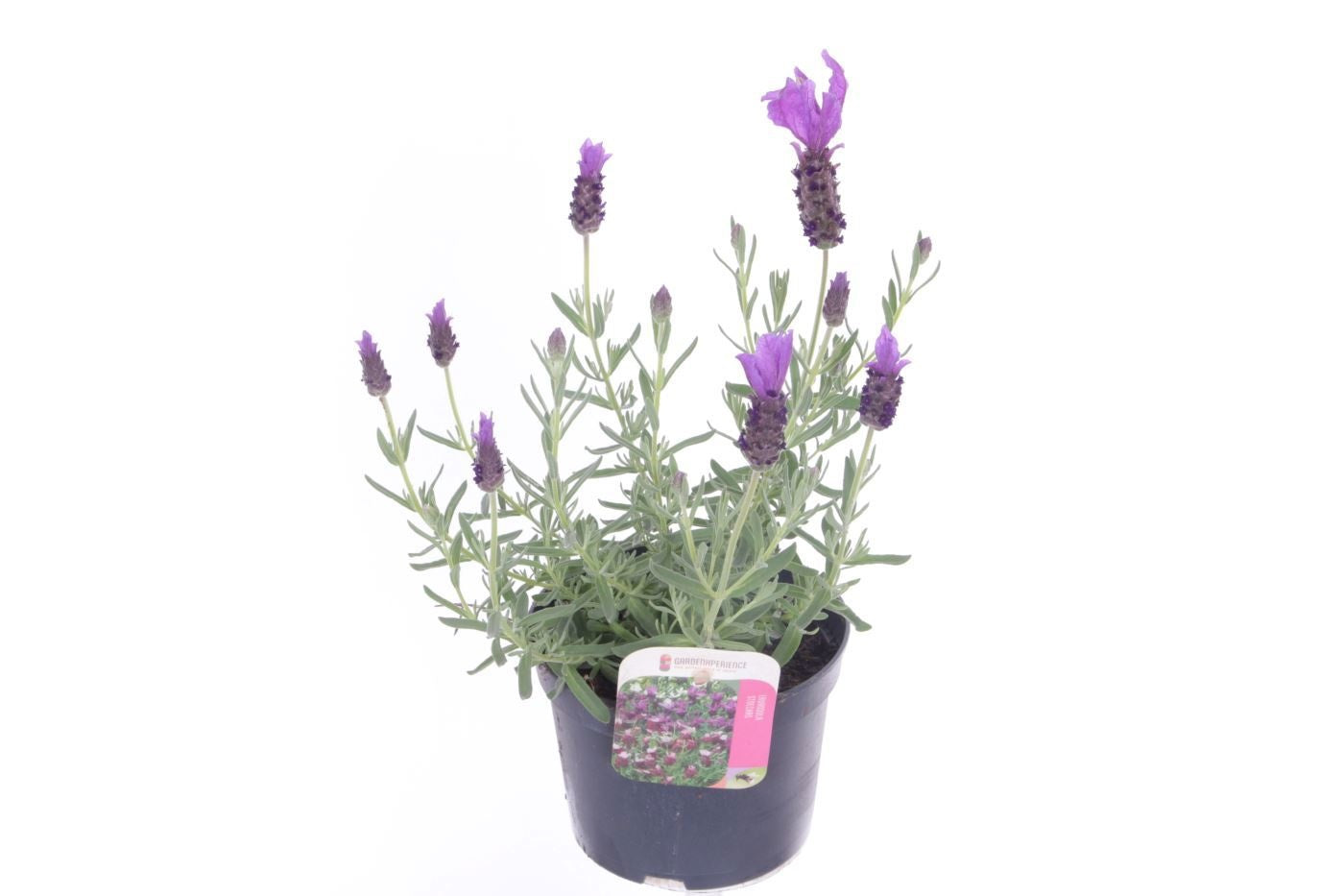 Lavandula stoechas 35cm 13cm Pot