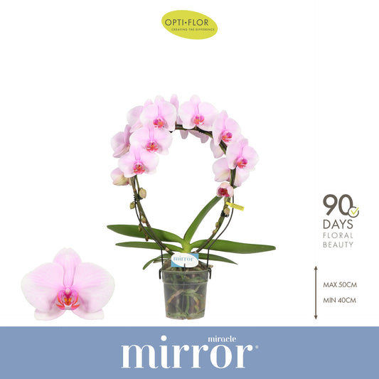 Phalaenopsis Mirror Miracle pink 50cm 12cm Pot
