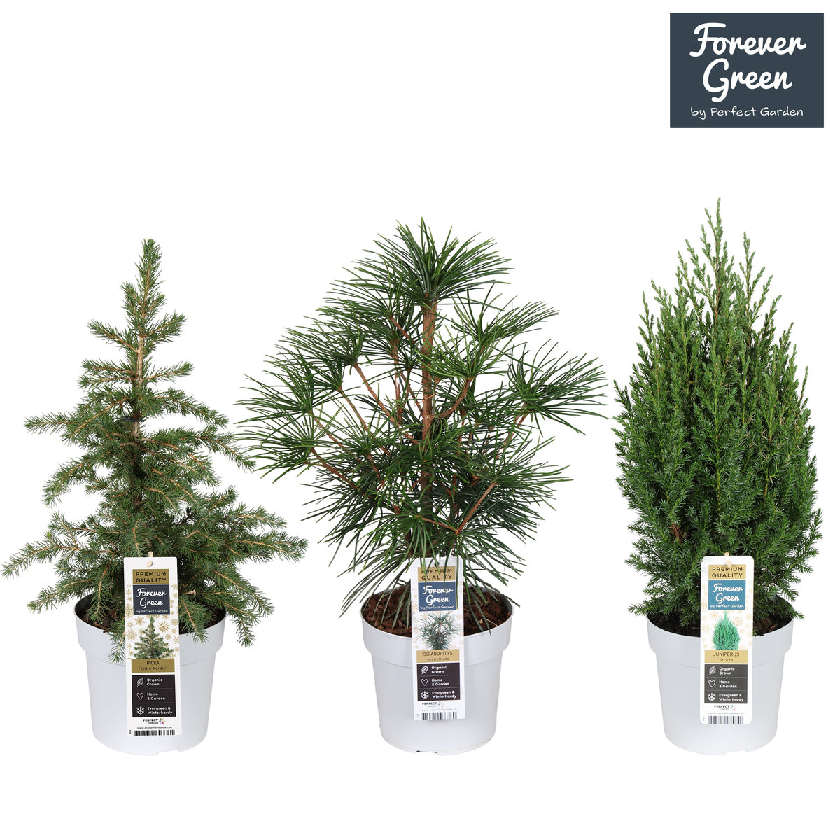 Conifer mix 50cm 19cm Pot