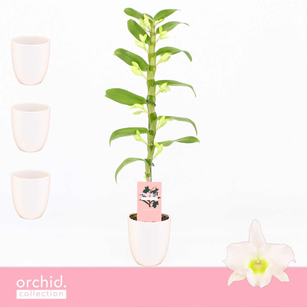 Dendrobium Apollon 50cm 12cm Pot