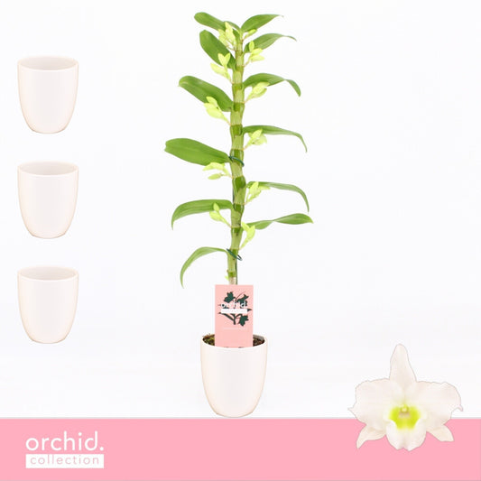 Dendrobium Apollon 50cm 12cm Pot