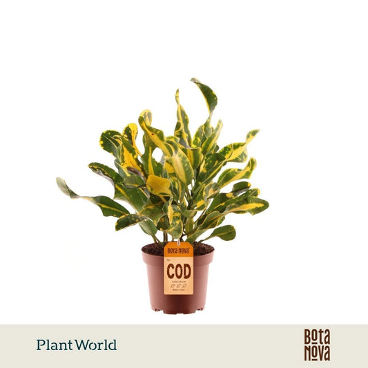 Plantworld Jogrow Codiaeum Mammi Pack of 10