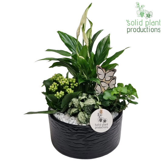 SP003 Loes Black 35cm 18cm Pot