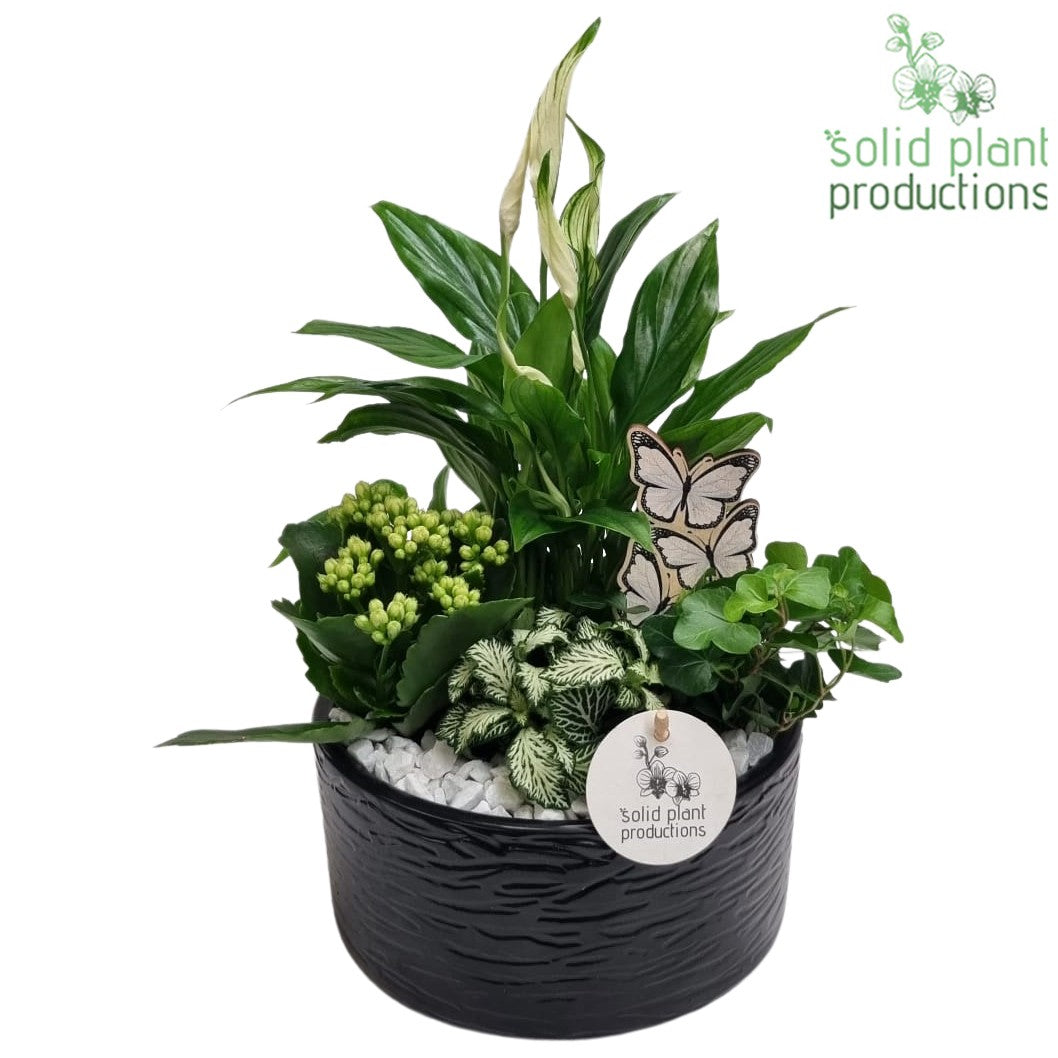 Solid Plant Productions SP003 Loes Black Pack of 3