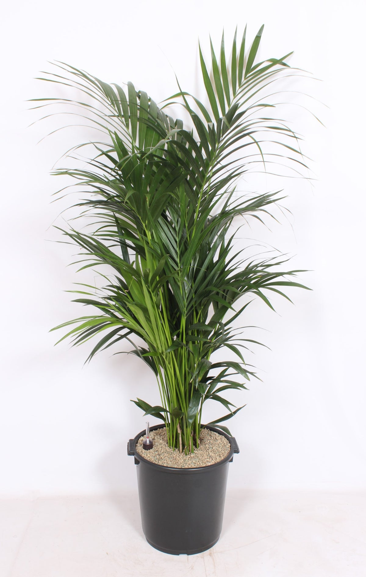 Howea forsteriana 200cm 40cm Pot