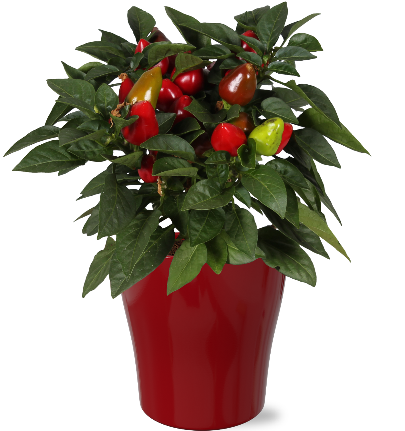 Adrichem Potplanten Capsicum ann. Samba (+drp.ceramic) Pack of 6