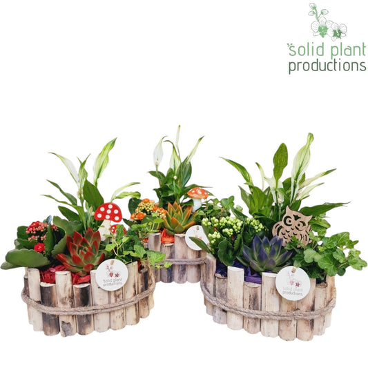 Solid Plant Productions HSE003 Bologna Small Autumn Mix Pack of 3
