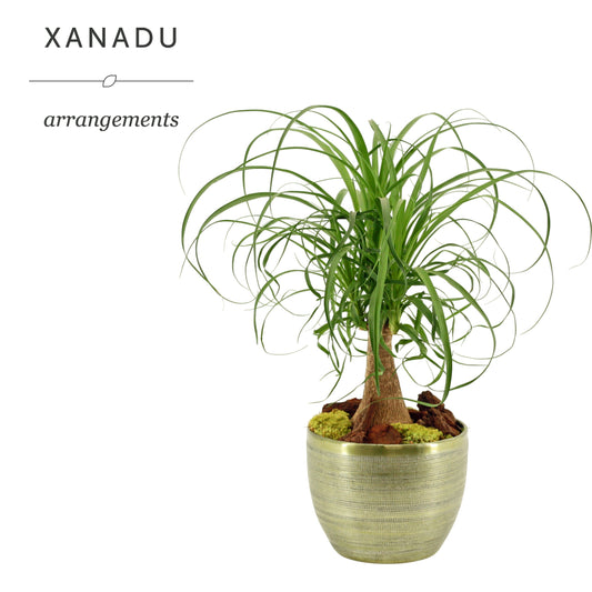 Xanadu Vancouver 55cm 21cm Pot
