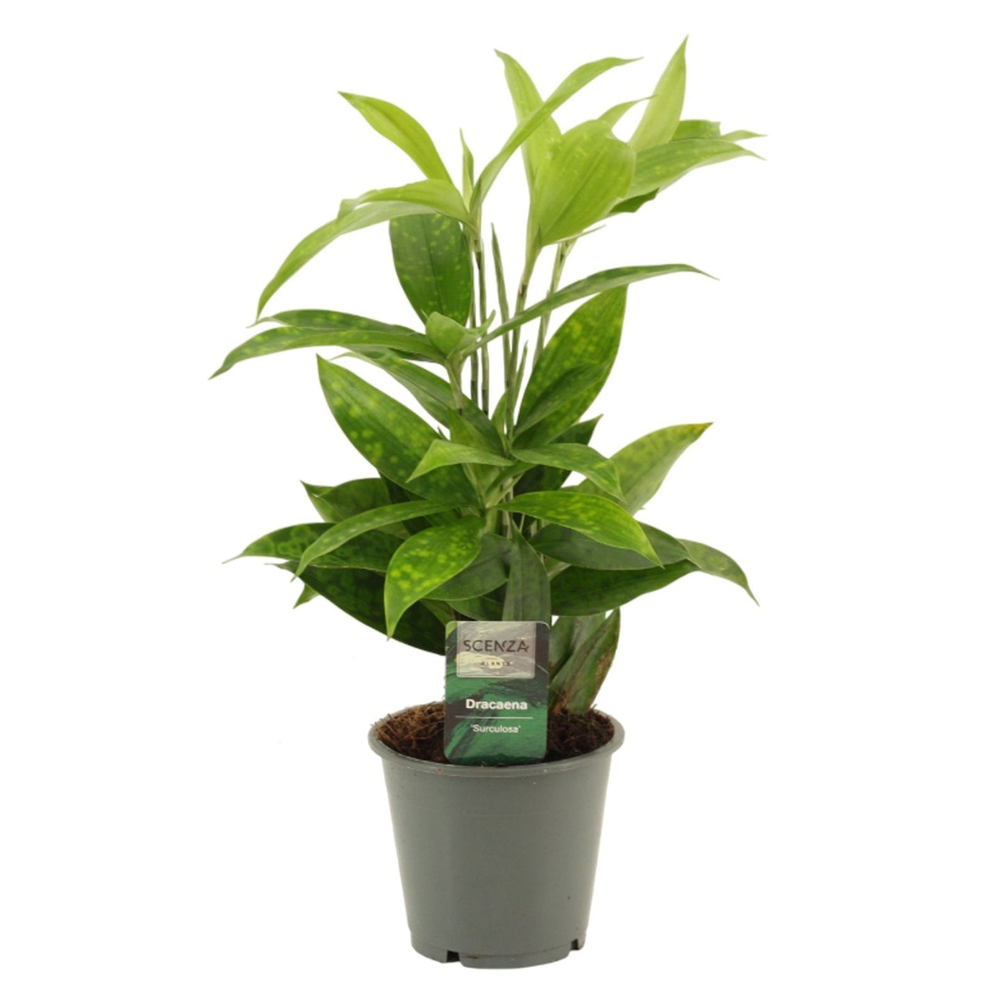 Dracaena surculosa 40cm 12cm Pot