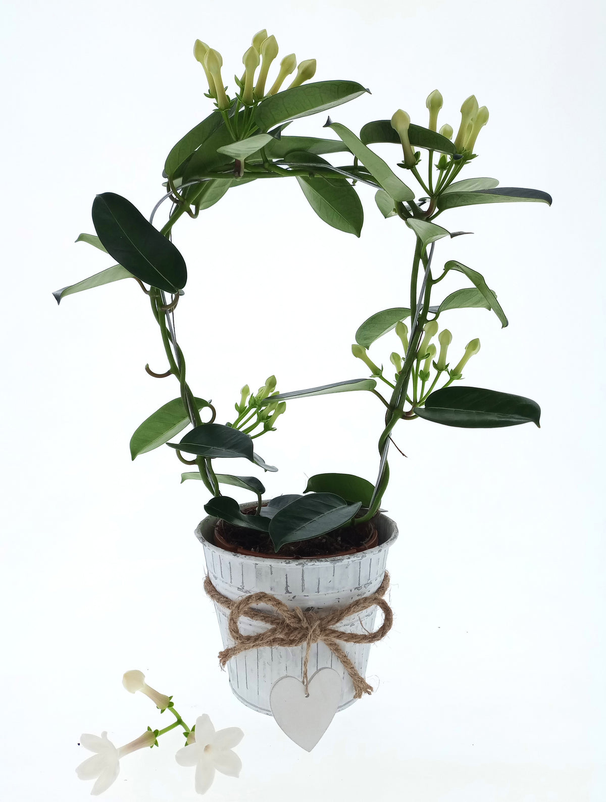 Stephanotis floribunda 45cm 12cm Pot