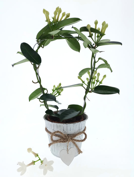 Stephanotis floribunda 45cm 12cm Pot