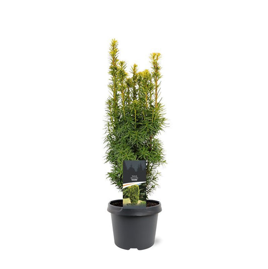 Taxus baccata David 45cm 19cm Pot
