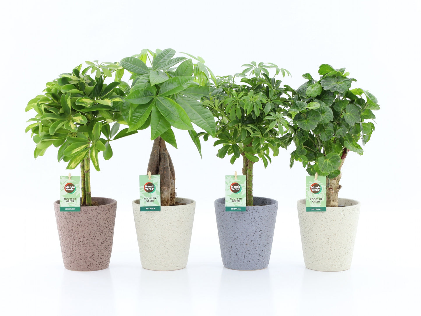 Foliage houseplants mix 45cm 13cm Pot