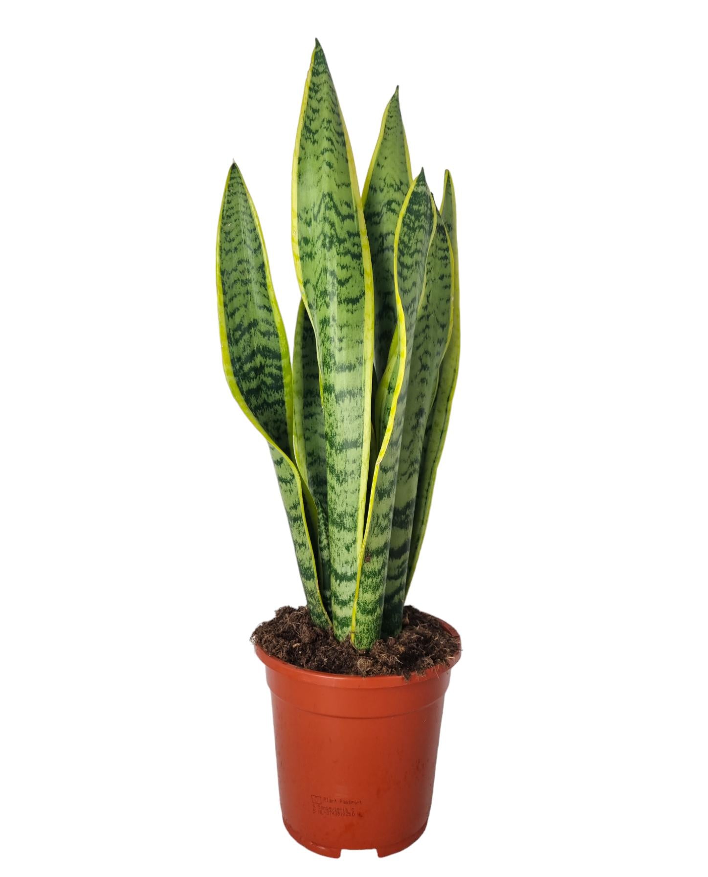 Sansevieria Laurentii 55cm 17cm Pot