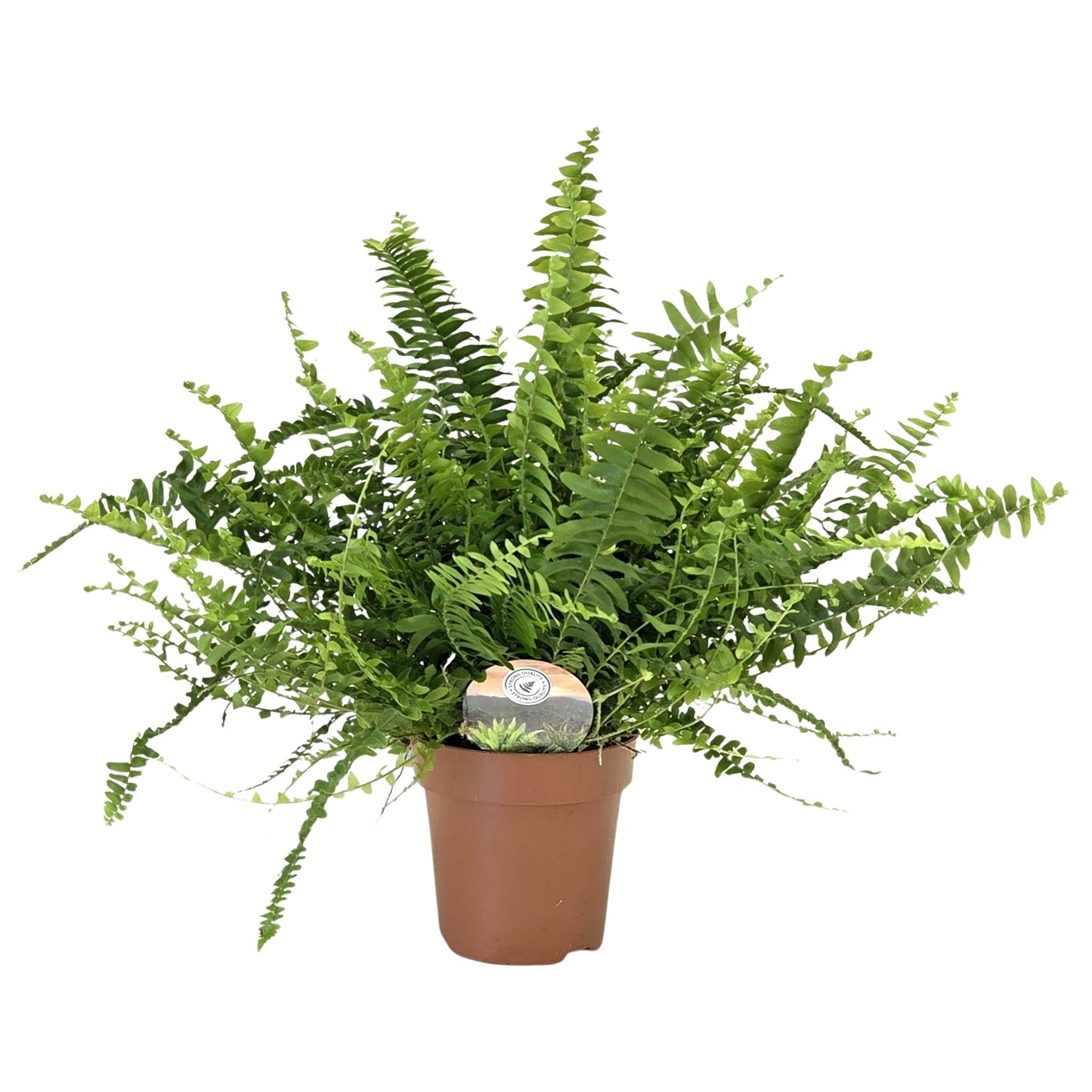 Raadschelders Varens Nephrolepis Green Lady Pack of 8