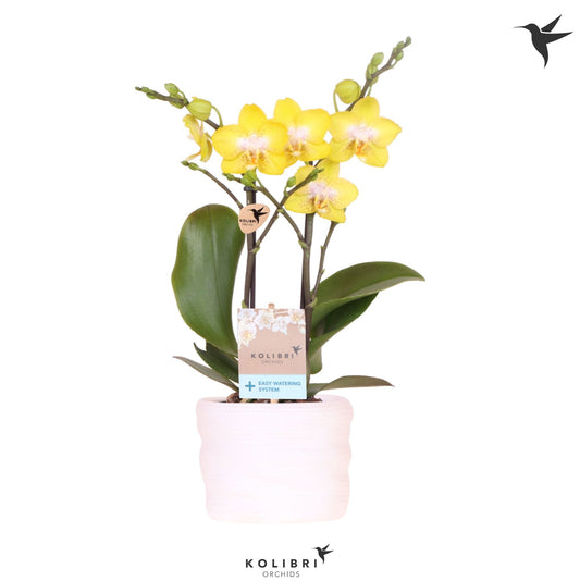 OK Plant Phalaenopsis mf. Arezzo Pack of 4