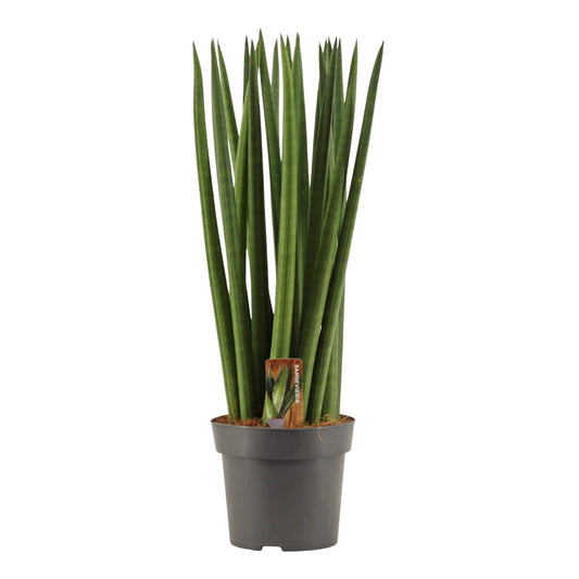 Sansevieria cylindrica 50cm 14cm Pot