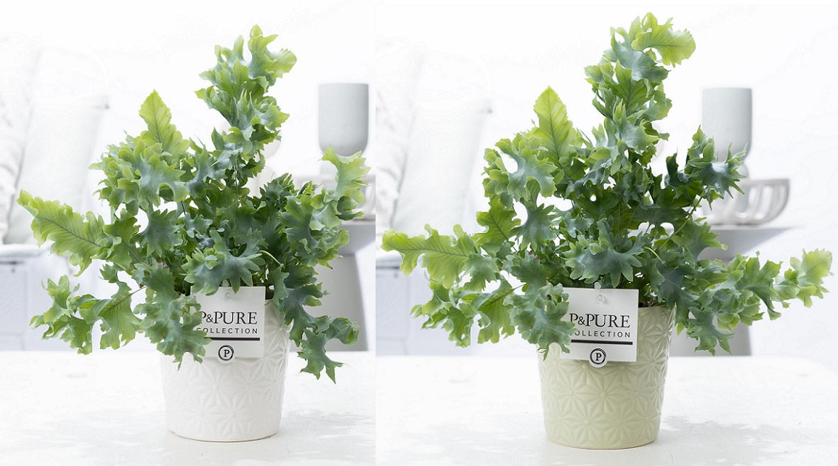 Phlebodium Davana 35cm 12cm Pot
