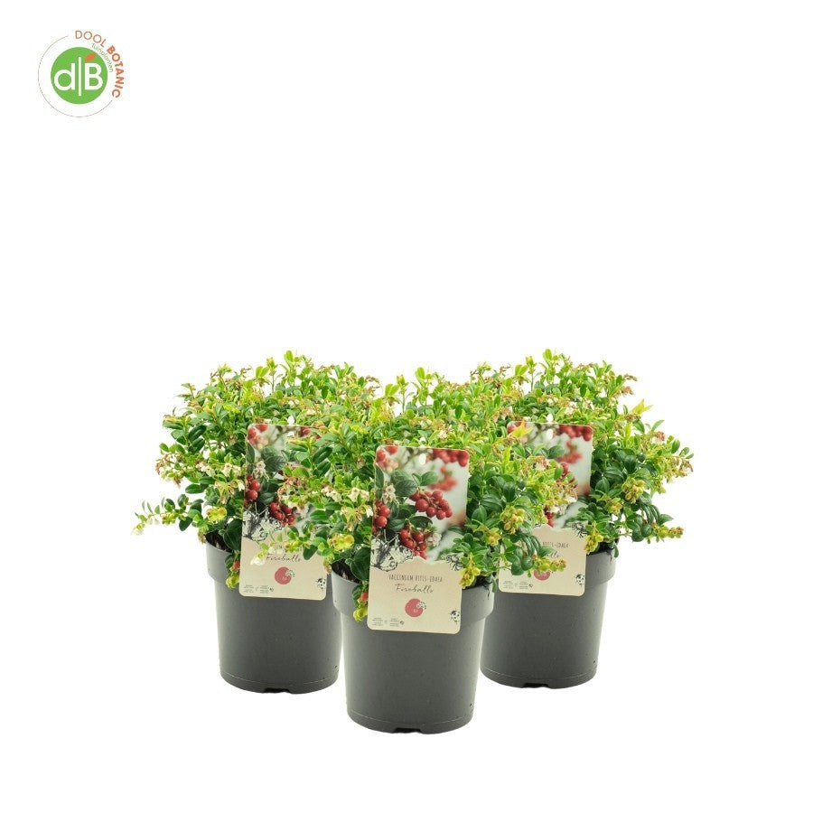 vaccinium-fireballs-25cm-15cm-pot