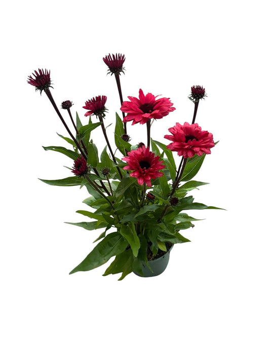 Echinacea pur. Red 35cm 17cm Pot