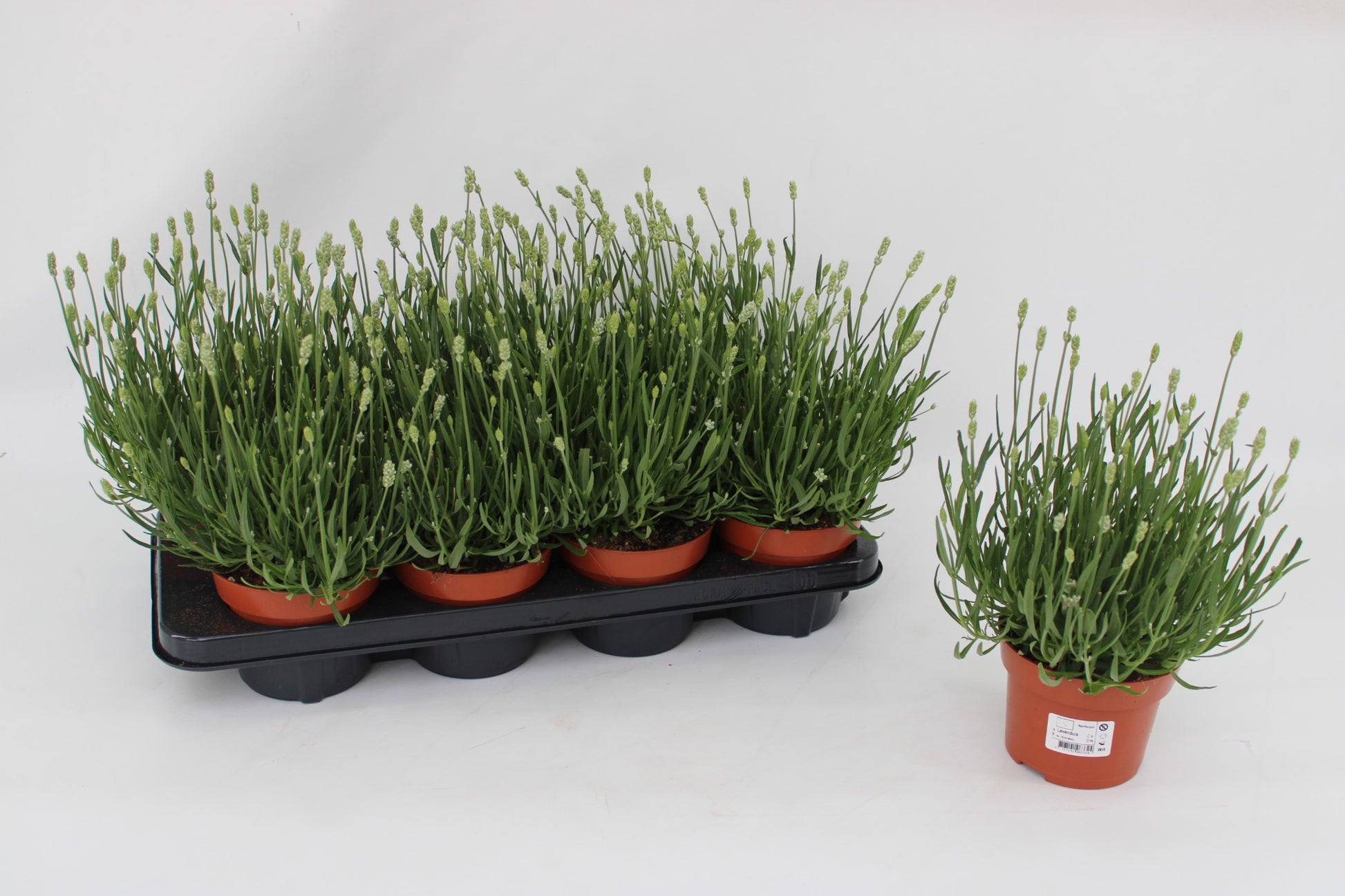 Lavandula ang. Ellegance Ice 30cm 13cm Pot