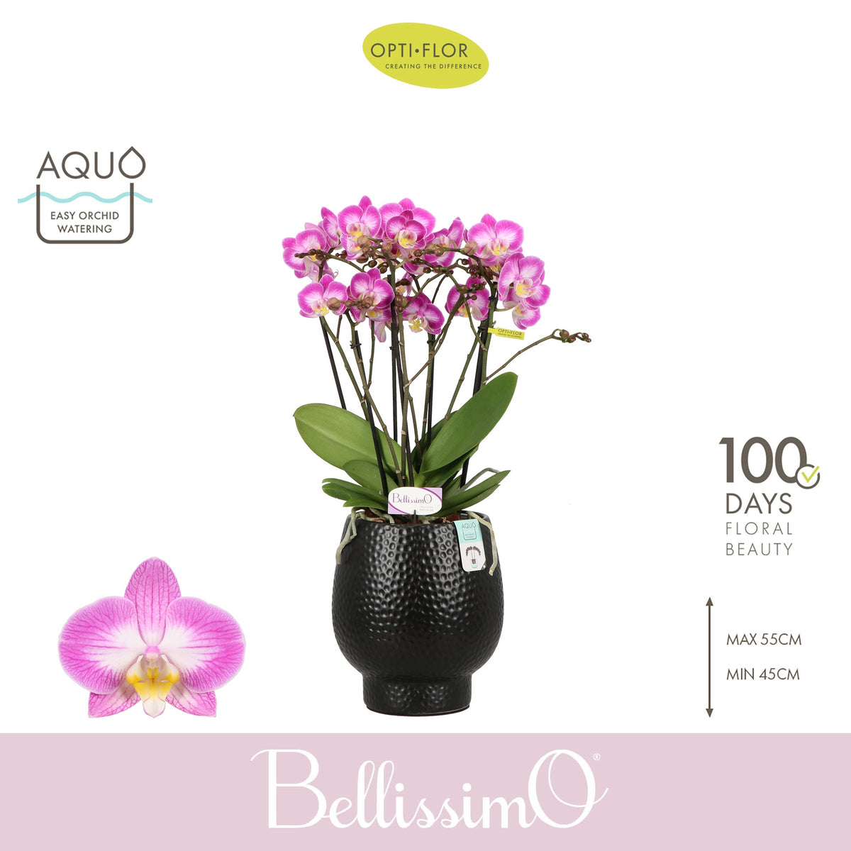 Phalaenopsis Bellissimo Caro (+ drp.white) 50cm 15cm Pot